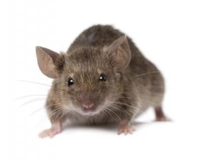istock mouse mice.r