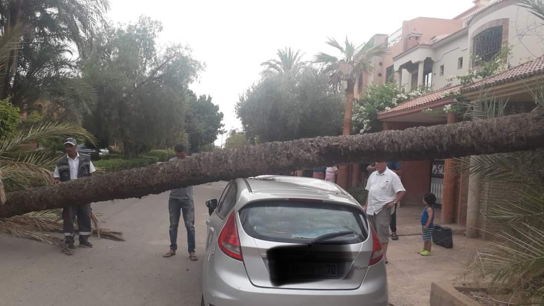 سقوط نخلة متهالكة يتسبب في وفاة حارس تجزئة سكنية بمراكش +صور