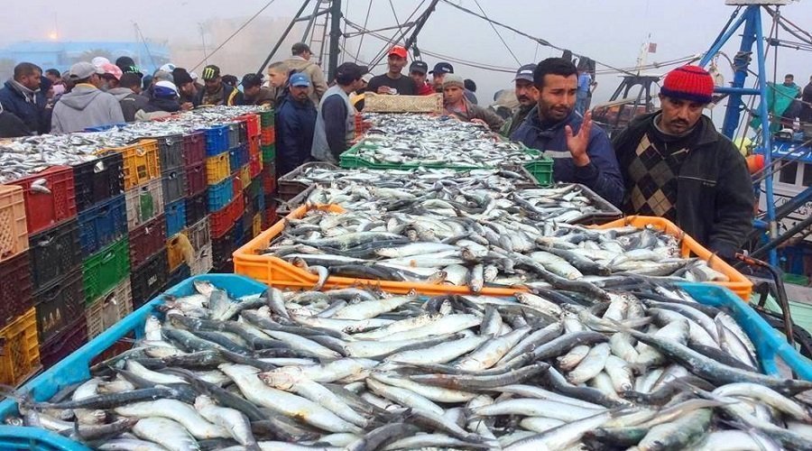 بعد استنزاف مخزونه.. راحة بيولوجية لأسماك السردين بين أكادير والداخلة