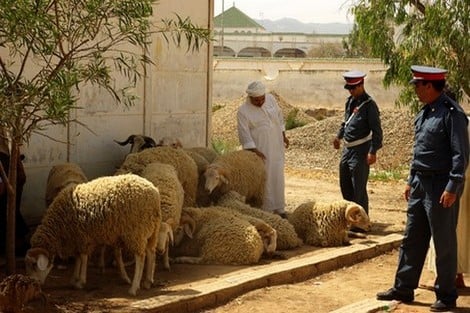 الدرك الملكي يفكك عصابة لسرقة المواشي في اشتوكة أيت باها ويوقف شخصين متلبسين