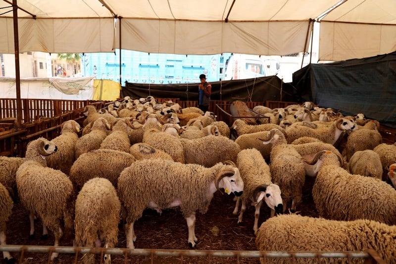 بعد الغاء اضحية العيد .. انخفاض في اثمنة الماشية بالاسواق ضواحي مراكش